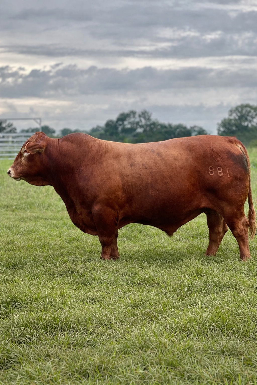 CHRK High Class 881G