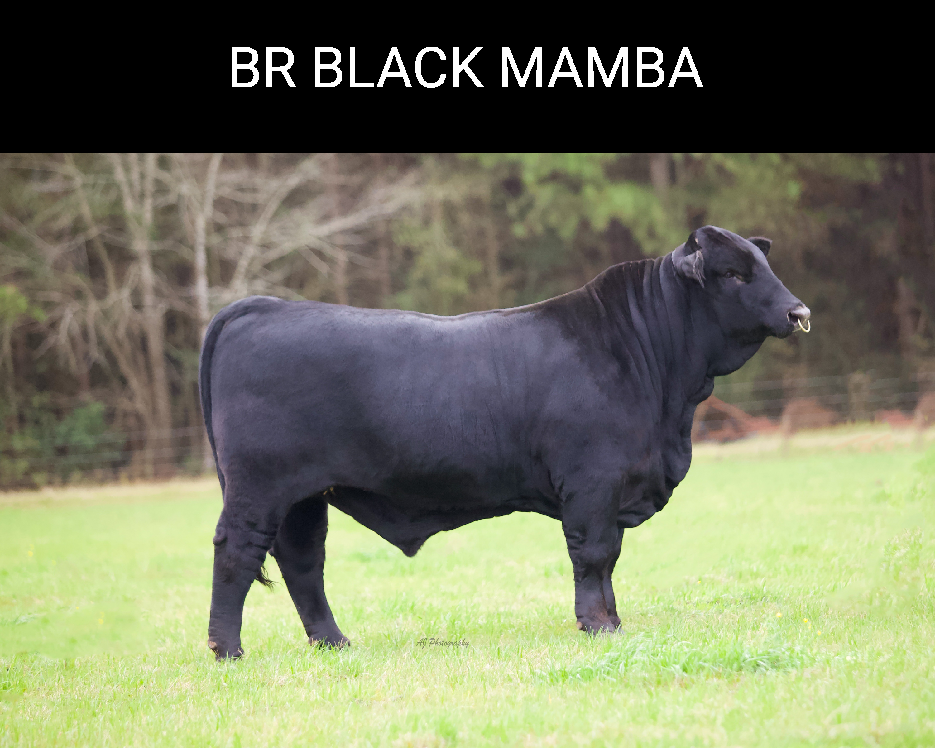 BR Black Mamba