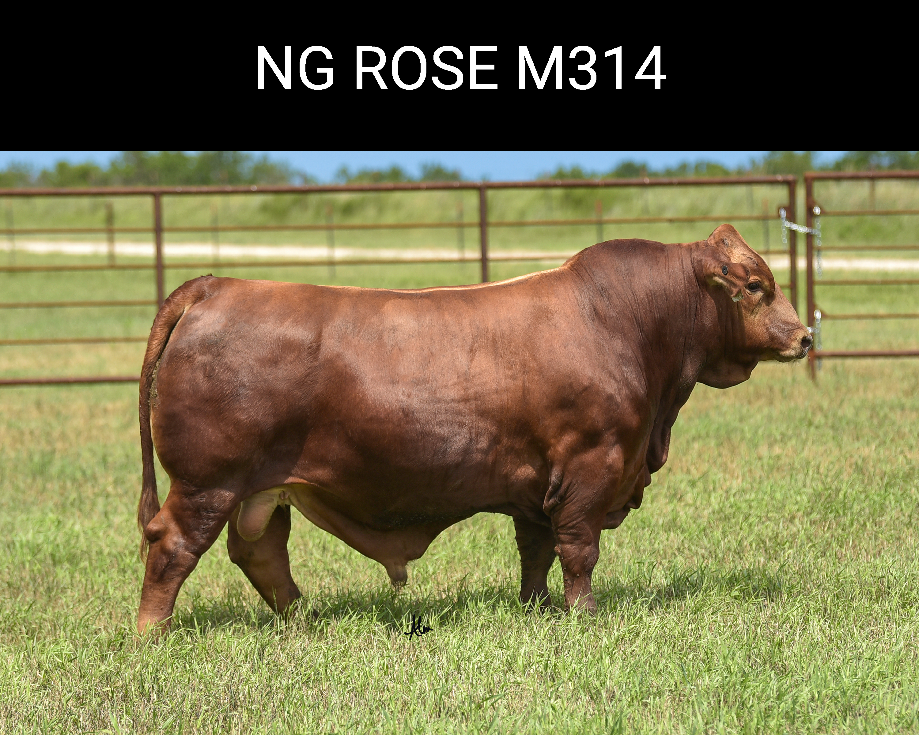 NG Rose M314