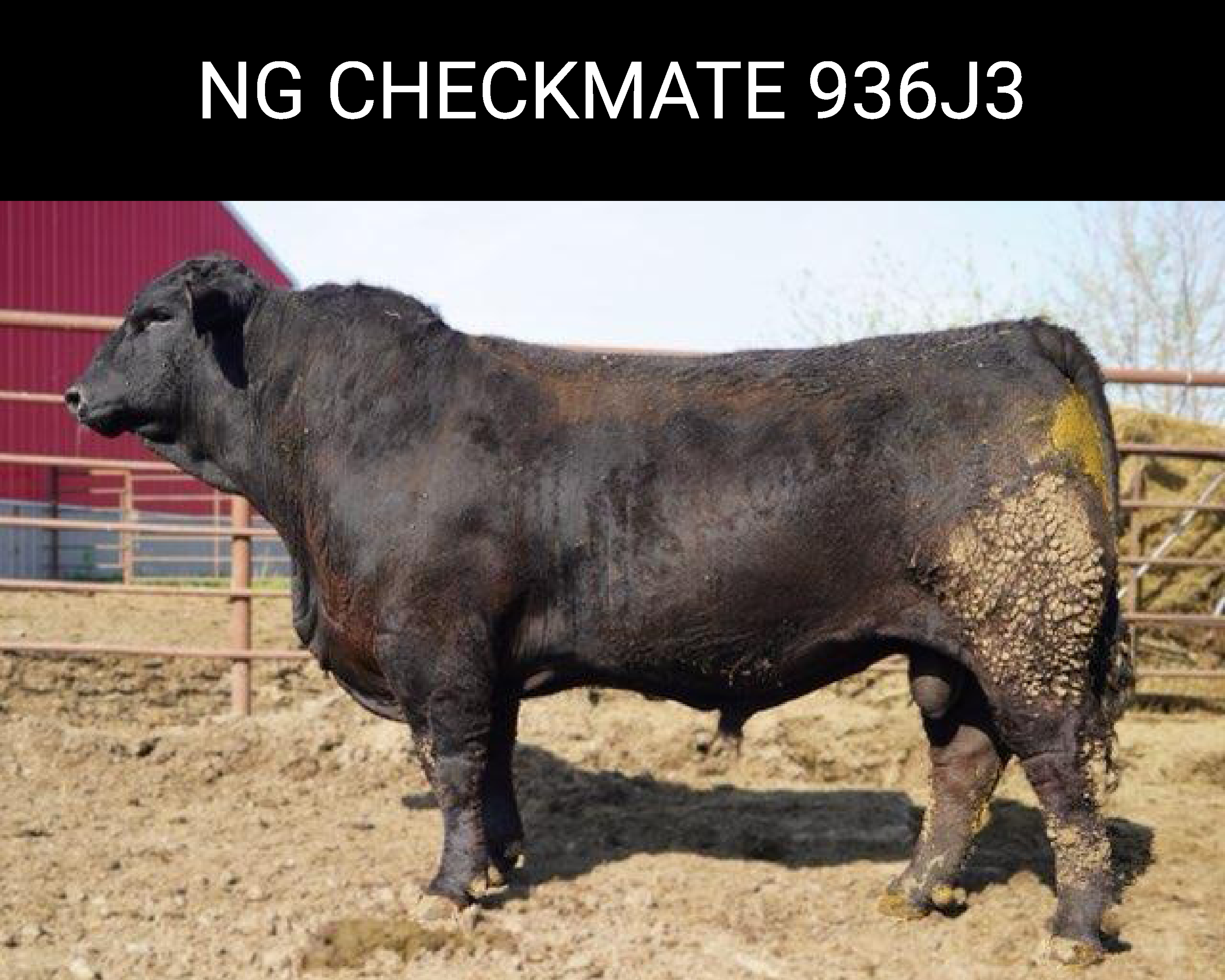 NG Checkmate 936J3